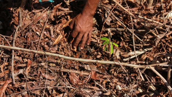 Projeto transforma solos degradados em produção e renda para agricultores no Pará