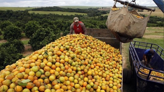 Safra de laranja 2022/23 do cinturão citrícola de SP e MG é reestimada em 314,09  milhões de caixas