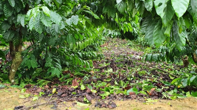 Incaper apresenta relatório de perdas na agropecuária devido aos eventos climáticos