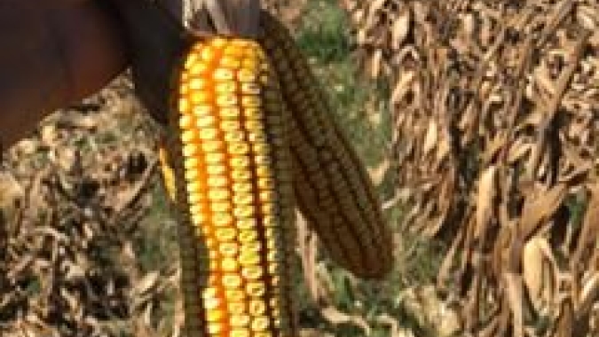 Com fim da colheita do milho, produtores do RS começam a planejar próximas safras