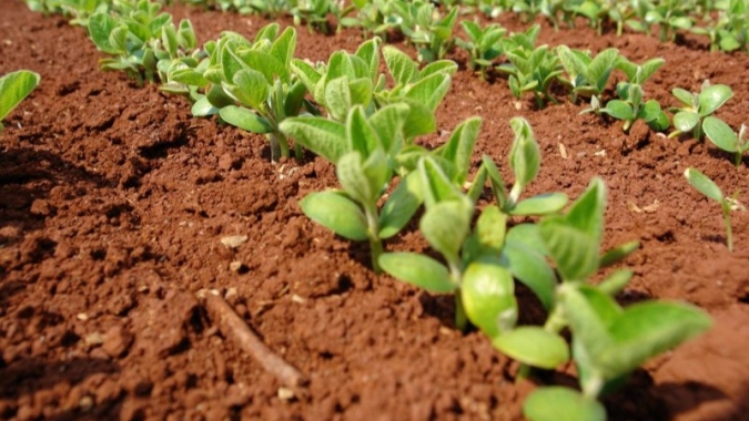 Brasil planta mais de 5 mi ha de soja em uma semana, mas segue o atraso, diz AgRural