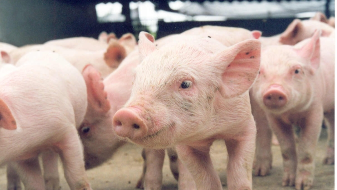 ABPA celebra habilitação de 36 plantas de carne suína pela República Dominicana