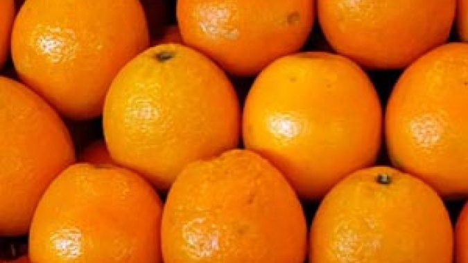 Citros/Cepea: Preço da laranja segue em alta; para tahiti, cenário é de baixa