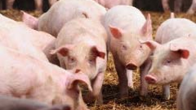 Suínos: mês de agosto inicia com preços estáveis ou pequenos ganhos