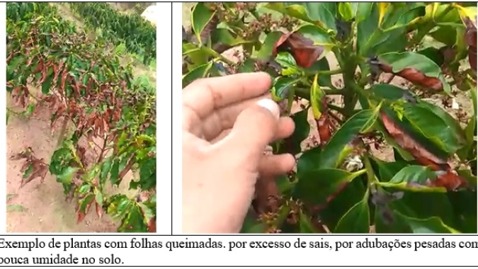 Procafé: É importante o diagnóstico correto dos problemas da lavoura de café