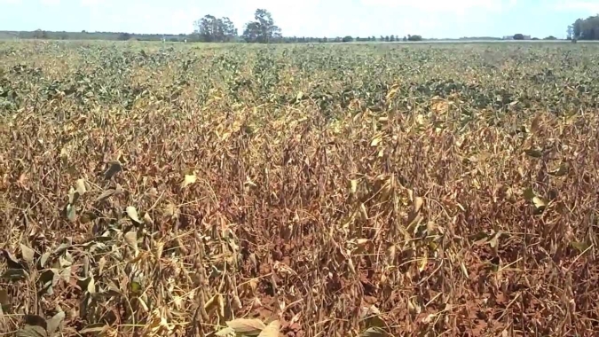 Chuvas dos últimos dias ajudam na qualidade dos grãos, mas RS deve ter quebra superior aos 40% na safra de soja