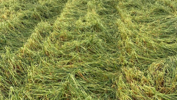 Rajadas de ventos e granizo atingem lavouras de trigo no Paraná