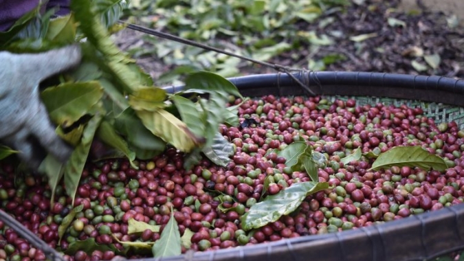 Seca no Brasil dá suporte para ganhos do café em NY e Londres nesta 3ª
