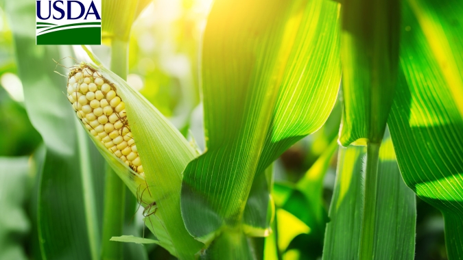 USDA informa novas vendas de milho de mais de 280 mil t