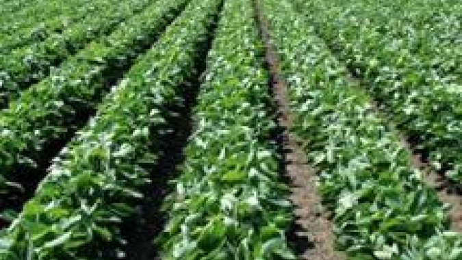 Governo quer aumentar ações de promoção do agro brasileiro no exterior