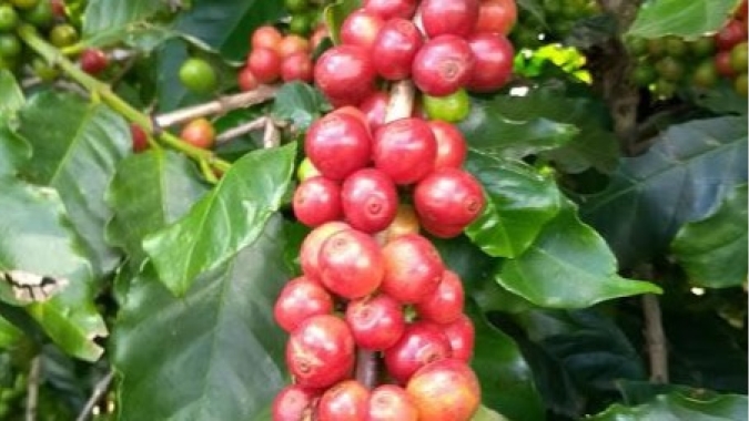 Brasil vendeu 90% da safra velha de café antes da nova colheita, diz consultoria