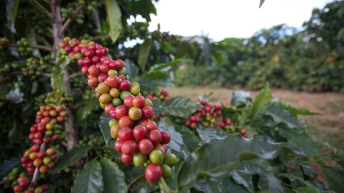 Mercado cafeeiro consolida mais um fechamento com quedas, com robusta recuando em mais de 2% nesta 3ª feira (02)