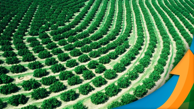 Sem conseguir fazer manejo nutricional e comprar fertilizantes, cenário é muito preocupante para a próxima safra de laranja, afirma ABCM