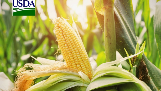 USDA informa venda de mais de 1 mi de t de milho nesta 3ª feira
