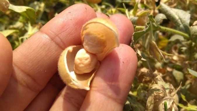 Cultivo de grão-de-bico é testado no sistema orgânico por agricultores familiares