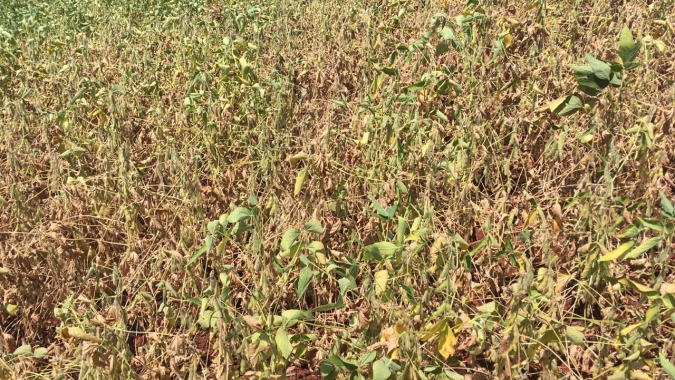 Soja: Lavouras plantadas mais cedo já têm perdas irreversíveis