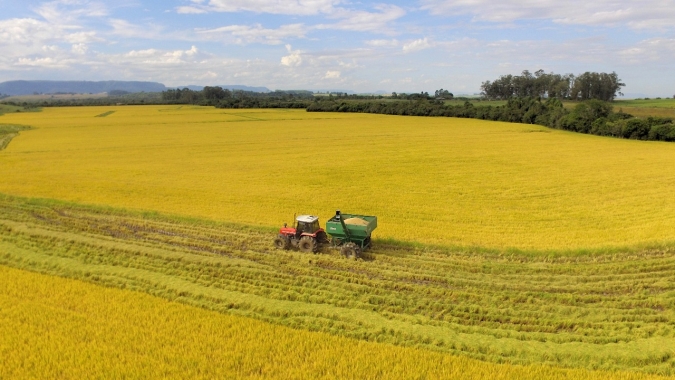 Emater/RS está avaliando prejuízos do trigo após geadas de forte intensidade, mas áreas do noroeste terão perdas de 100%