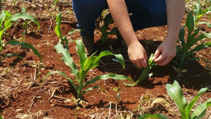 Embrapa coleta lagartas no Oeste da Bahia