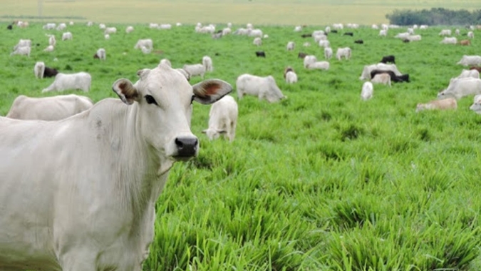 Baixa emissão de carbono é aposta para produção sustentável de alimentos