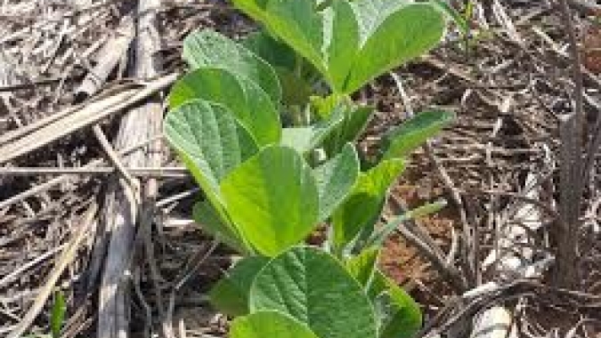 Safra 2026/27 pode alcançar novo recorde de produção no Brasil, por Marcelo Prado