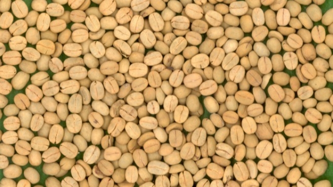 Epamig prepara sementes de café para comercialização