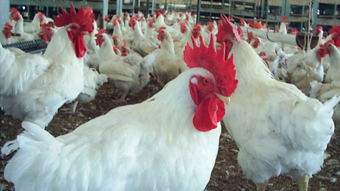 Arábia Saudita suspende 2 unidades de frango da BRF no Paraná