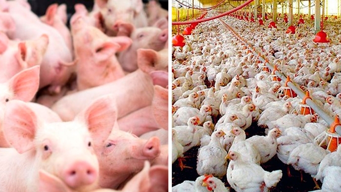 SC: Exportação de carne de frango apresenta o melhor resultado dos últimos cinco anos