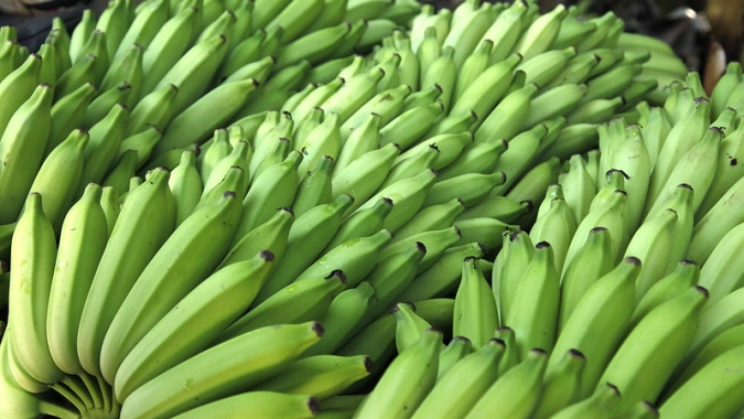Banana/Cepea: Fungo R4T é detectado em bananais do Peru