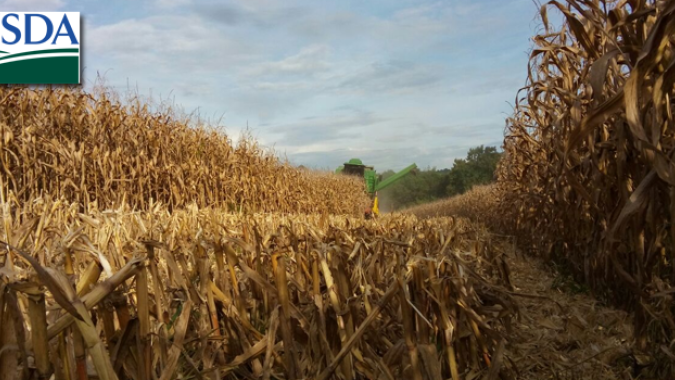 USDA: Colheitas de soja e milho dos EUA avançam e seguem bem acima da média