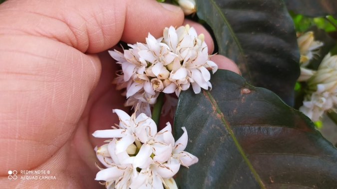 Boletim Carvalhaes: floradas enfrentam déficit hídrico, calor intenso e baixa umidade relativa do ar