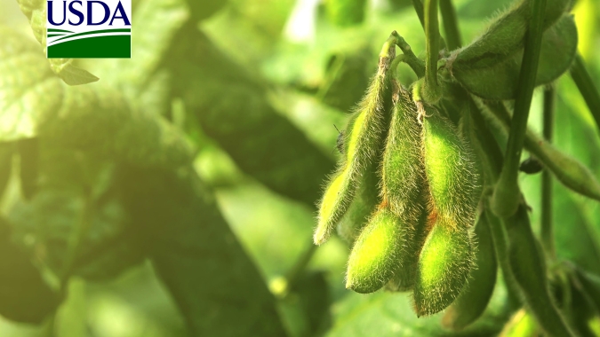 USDA informa venda nova venda de soja para destinos não revelados nesta 3ª