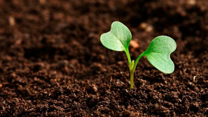 Construção e manutenção da fertilidade dos solos passa por análises bem feitas e monitoramento de extração de nutrientes