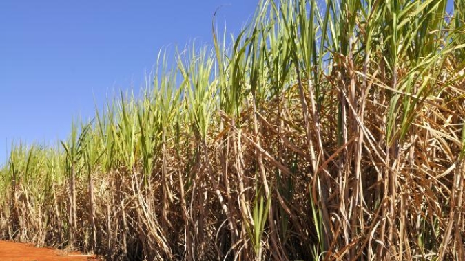 Projeto de Lei que assegura direitos dos produtores de cana aos CBIos é aprovado na Câmara e segue para Senado
