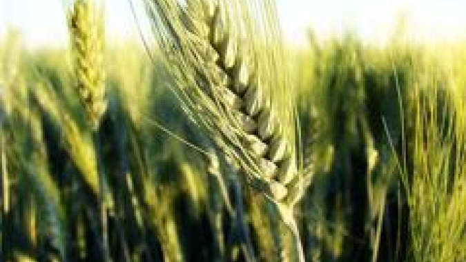 Embrapa alerta para risco de brusone no trigo