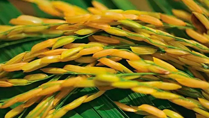 Arroz/Cepea: Preços seguem em queda; produção global pode recuar e consumo tende a crescer