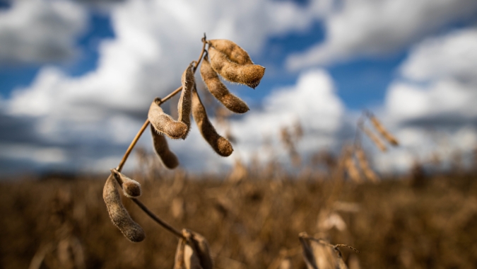 Preços da soja sobem em Chicago nesta 2ª feira e superam os US$ 12/bushel nos contratos julho e agosto