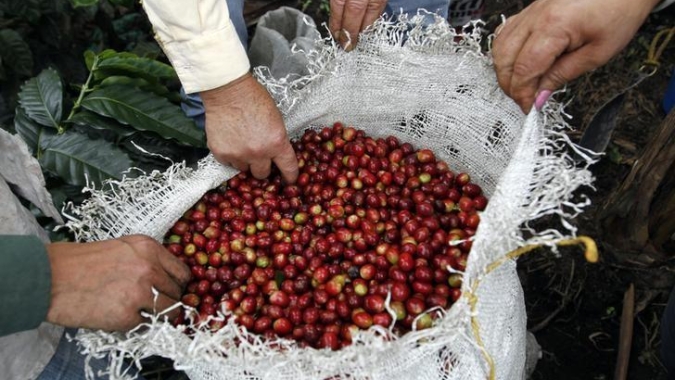 Alta no dólar traz quedas para o café em NY e Londres nesta sexta-feira (1), mas oferta limita perdas