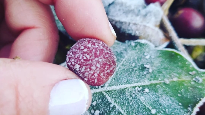 Café: Mercado segue reagindo ao frio no BR e cotações sobem mais de 9% nesta manhã