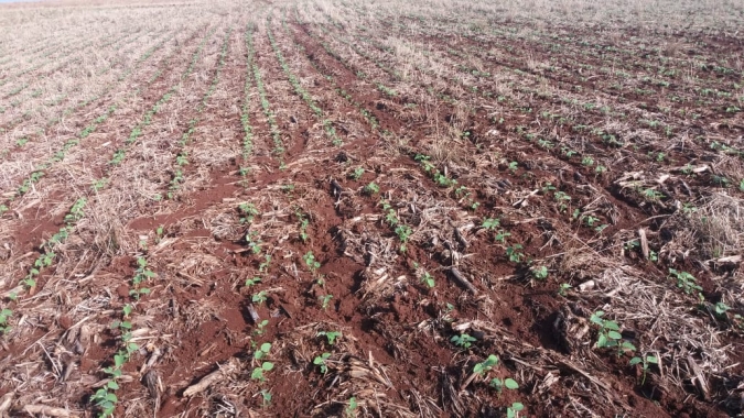 Chuvas intensas prejudicam lavouras de trigo e soja no Rio Grande do Sul