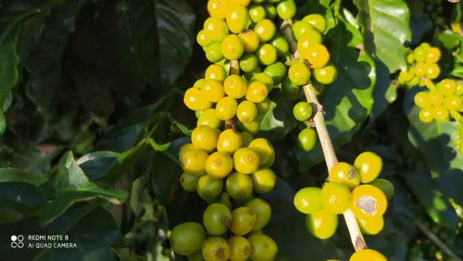 Café: Nova York retoma negócios pressionada pela colheita no Brasil