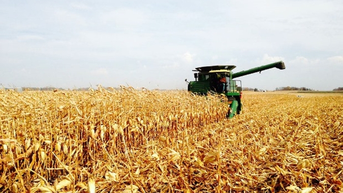 Safras & Mercado: Colheita de milho safrinha 2021 atinge 15,3% no Centro-Sul do Brasil
