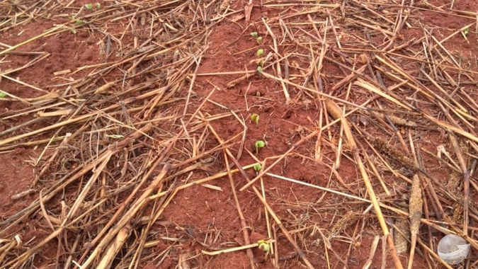 Palotina/PR deve ter que replantar mais de 20% da área de soja devido à falta de chuvas