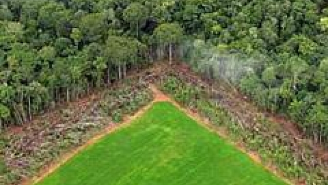 Projeto obriga governo a distribuir sementes e mudas nativas para recuperação ambiental