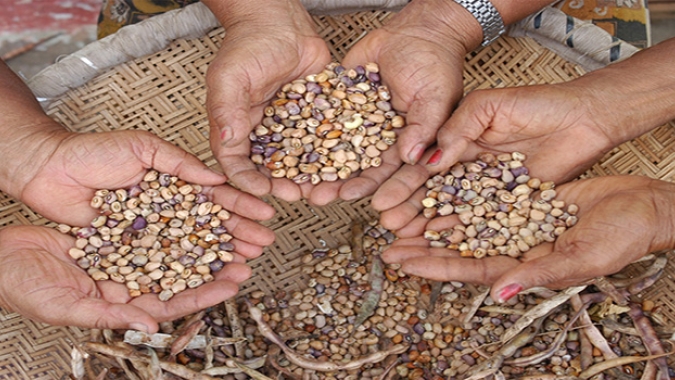 Emater-MG entrega sementes de feijão para agricultores do Leste de Minas