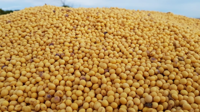 Acompanhamos uma colheita e comprovamos: produtividade média acima de 65 scs/ha