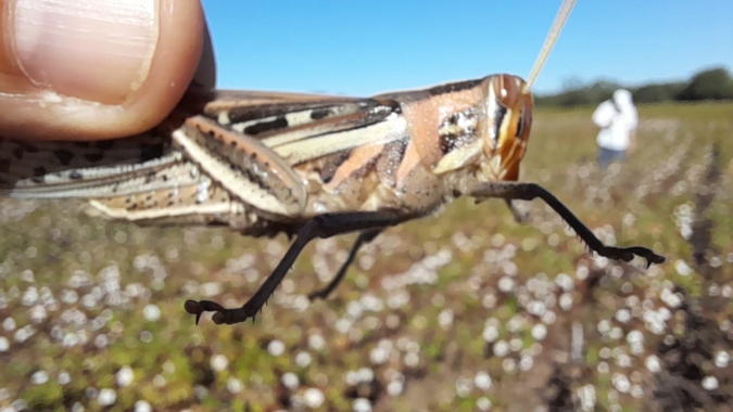 Gafanhotos voltam a ser registrados em lavouras de soja, algodão e sorgo na Argentina
