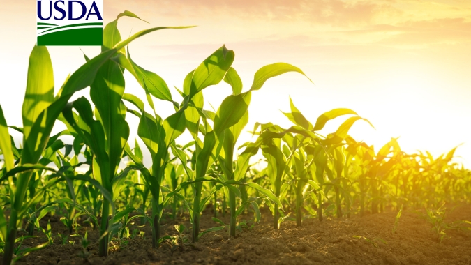 USDA informa nova venda de milho de 152,4 mil t nesta 5ª feira