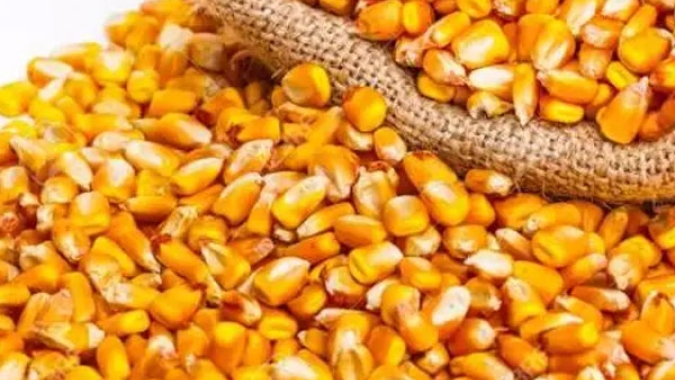 Radar Investimentos: Imea estima que o custo de produção do milho em Mato Grosso aumente 3,16% na safra 2024/25