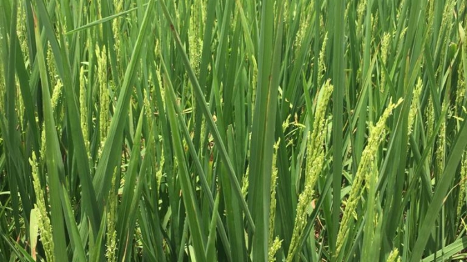 Ocorrência do encarquilhamento do arroz em lavouras irrigadas no Brasil