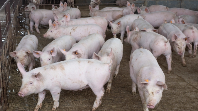 Estabilidade marca esta sexta-feira (14) para o mercado de suínos